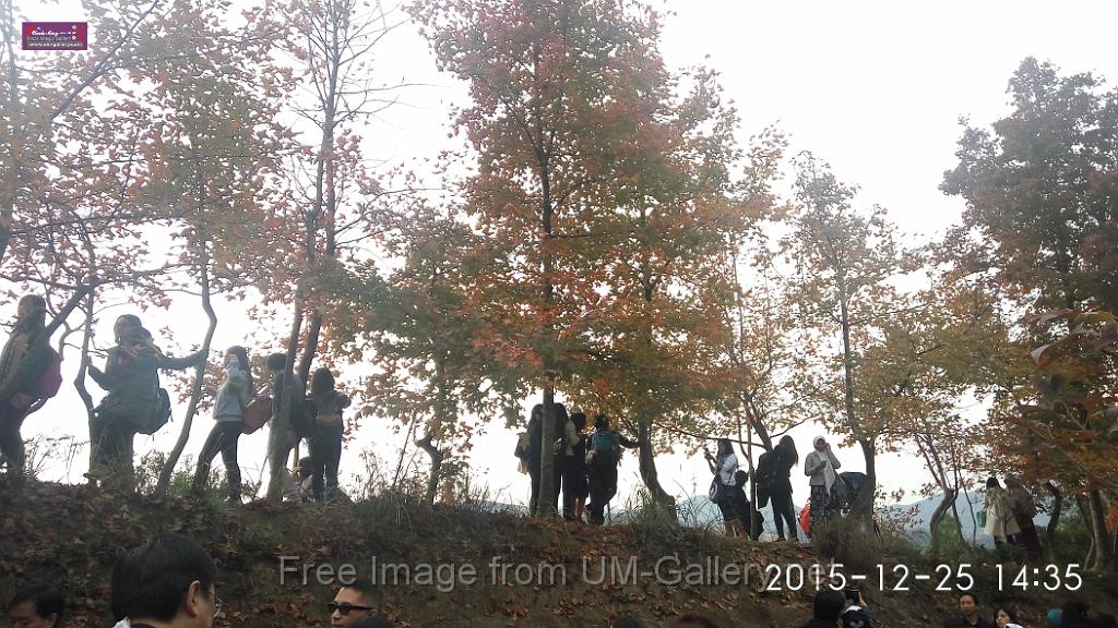 20151225red leaves-IMG_143524.jpg